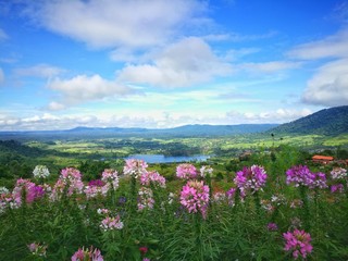 Obraz premium colorful flowers and clouds space view , outdoor view in nature