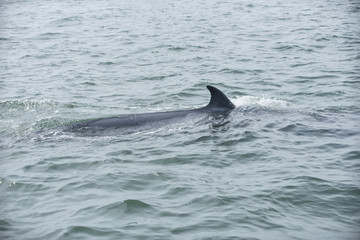 Fototapeta premium Bryde's whale, Whale in gulf of Thailand..