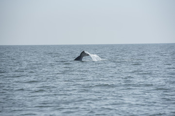 Fototapeta premium Bryde's whale, Whale in gulf of Thailand..