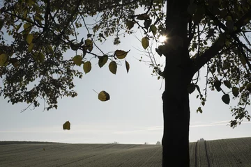 Fotobehang vallend blad in de herfst © twanwiermans
