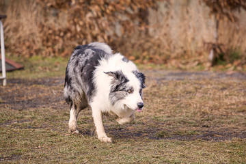 Border collie dog in obedience contest in belgium - chien border collie en concours d'obéissance en belgique