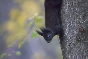 Eichhörnchen © were