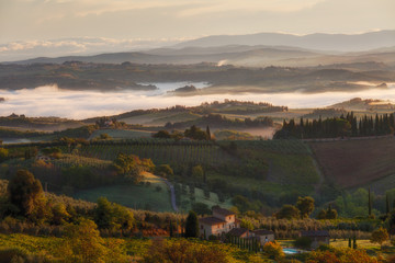 Landscape with a morning fog and vineyards in the vicinity of the city of San Gimignano, Tuscany
