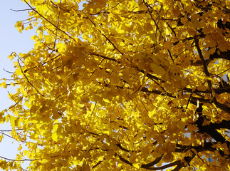 Autumn scenery in Tokyo, Japan