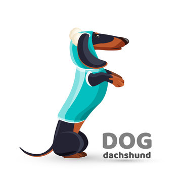Dachshund dog in blue sweater with hooded side view vector