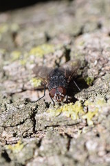 Fly