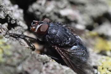 Fly