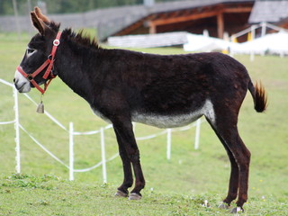 Black donkey resting on a grass field