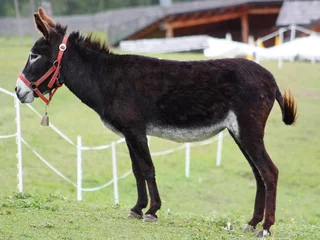 Crédence de cuisine en verre imprimé Âne Black donkey resting on a grass field