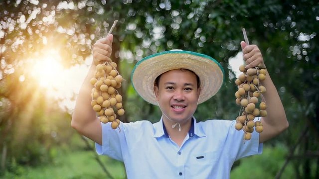 Thai Farmer with Longan