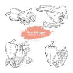 Hand drawn vector set sweet bell pepper sketch style. Botanical and food illustration