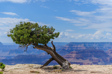 Tree on the Grand Canyon Rim