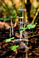 mushroom 