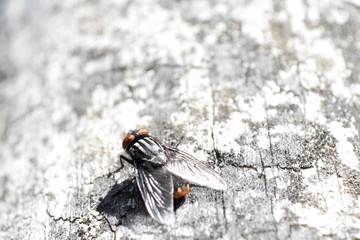 Fly