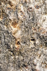 Deeply fissured Surface of a stone shown as Closeup