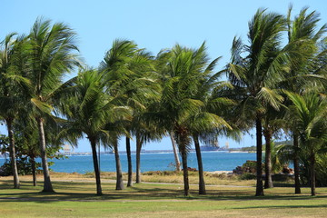 Fototapeta na wymiar Beach & Coconut Trees