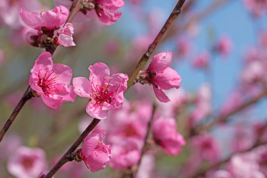 Pfirsichbl&uuml;ten, Bl&uuml;hender Pfirsichbaum, Prunus persica