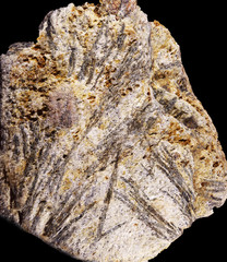 Closeup of Fossilized grass on a stone found in the Austrian alps