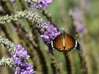 African Monarch Butterfly on Purple Flowers