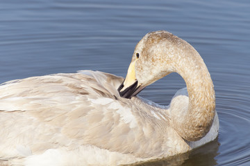 オオハクチョウ　幼鳥　羽繕い