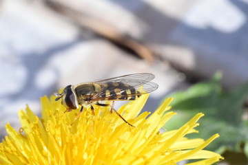 Housefly