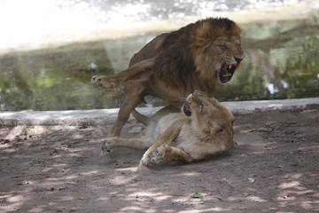 Fototapeta na wymiar Roar of a Lion