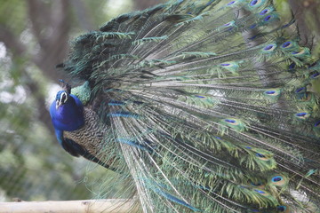 Obraz premium Colors of Peacock