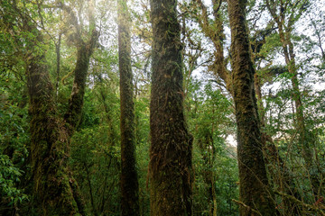 Fototapeta premium Jungle forest scenic background - Big trees and green plants mystery landscape in Thailand national park Wild tropical nature