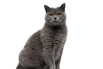 beautiful cat with yellow eyes on a white background