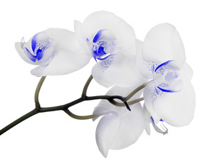 Fototapeta na wymiar orchid blooms with blue spotted centers on branch