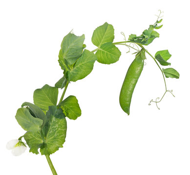 pea stem with flower and green pod