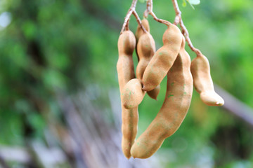Tamarind Fruit Hanging Down from Its Tree