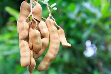 Fresh Tamarind Fruit Hanging Down from Its Tree in a Tropical Asia