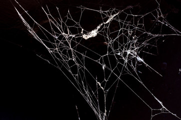 spider web on a dark background - Powered by Adobe