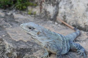 iguane