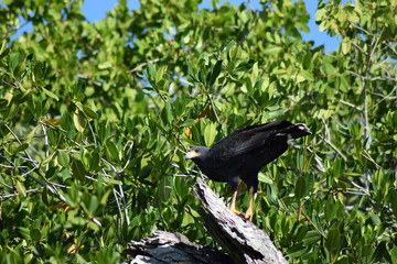 oiseau mexique