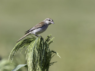 Female Red-backed Shrike