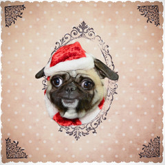 Hund Mops mit Weihnachtsmütze lächelt und steckt seinen Kopf durch geschmückten Papierhintergrund