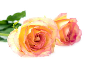 Beautiful pink  rose  isolated on white background