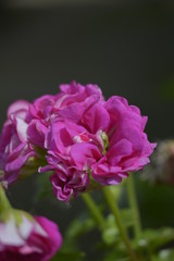 Fototapeta na wymiar Rose flower
