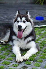 siberian husky with dark hair color laying down