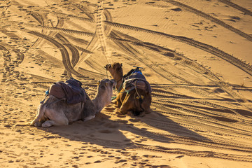 chameaux au repos