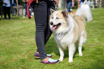 Mixed breed dog with leash standing on the grass