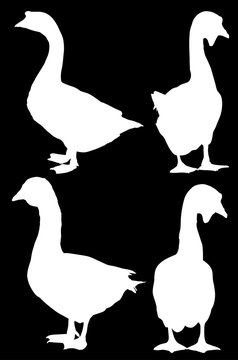 group of four goose silhouettes isolated on black