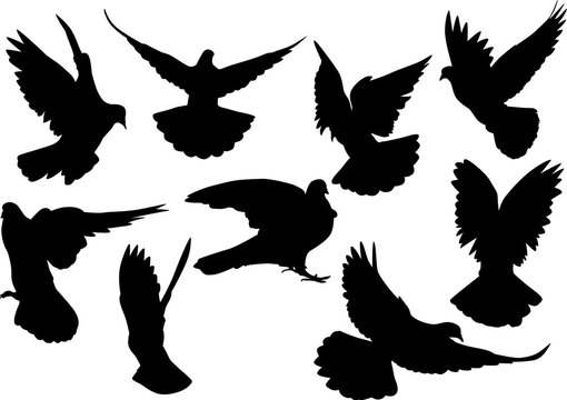 nine pigeon black isolated silhouettes
