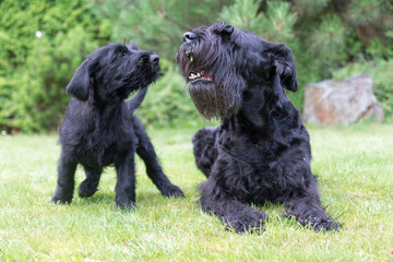 Puppy and adult dog of Giant Black Schnauzer Dog are sitting on the lawn in the garden. The puppy is looking at the barking adult dog.
