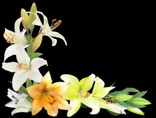 Fototapeta na wymiar yellow and white lily flowers corner isolated on black
