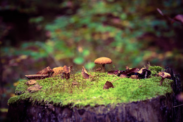 Mushroom and Moss Autumn Forest