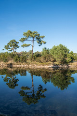 Fototapeta premium BASSIN D'ARCACHON (France), réserve naturelle de Piraillan