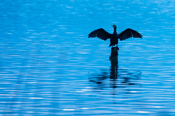 Cormorant drying its wings in the lake of Banyoles